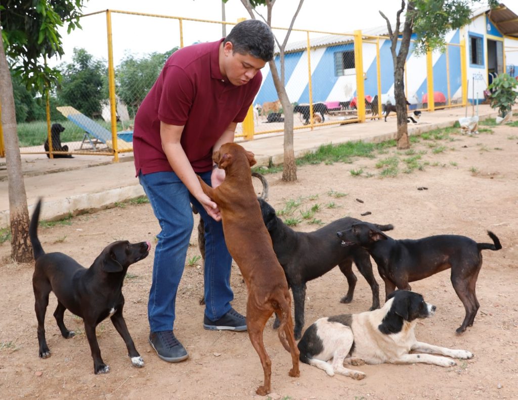 Cadastro Mais Protetor será lançado no DF para mapear quem cuida de cães e gatos