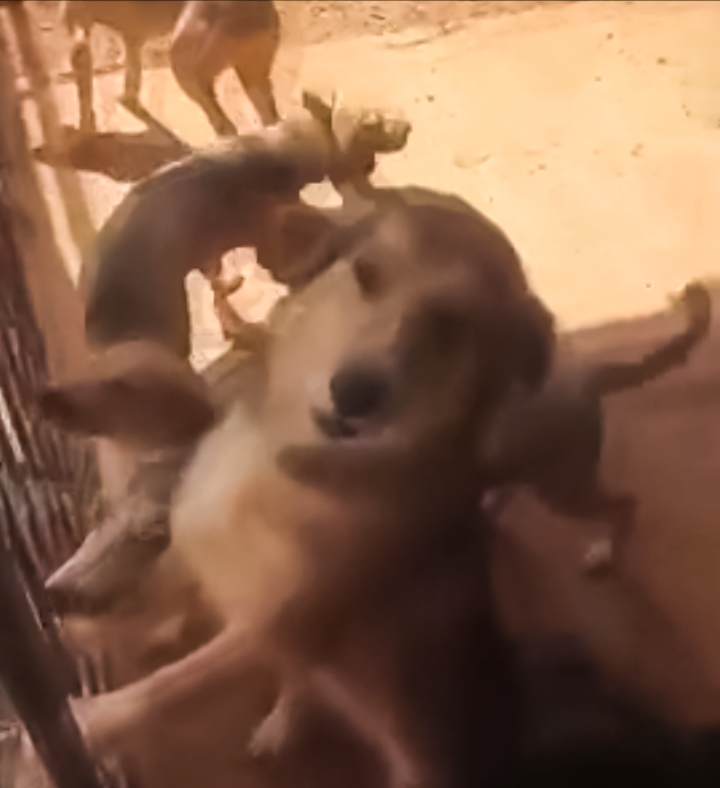 Deputado Daniel Donizet cobra ação imediata após morte de tutora que deixou 15 cães desamparados em Água Quente