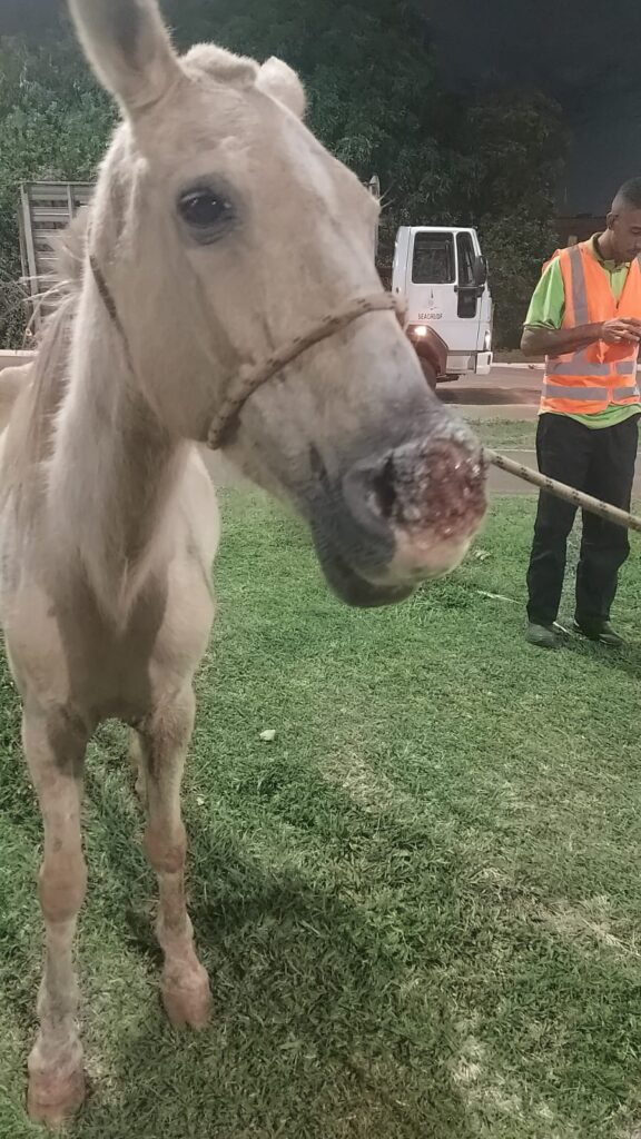 Cavalo ferido é resgatado após ação rápida da Administração e a Seagri/DF em Ceilândia