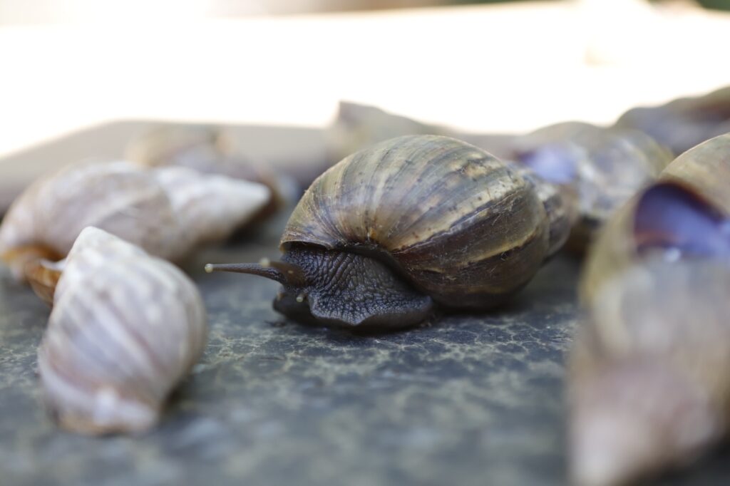 Chuvas alertam para presença de caramujo africano no DF